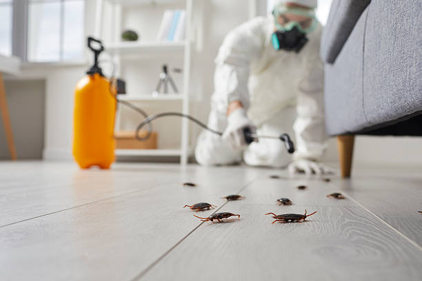 Post-Treatment Bed Bug Interceptor Monitoring in Corinth